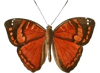Aterica amaxia