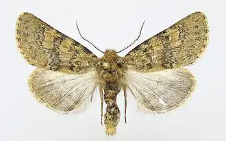 Athaumasta splendida