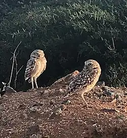 Athene cunicularia arubensis