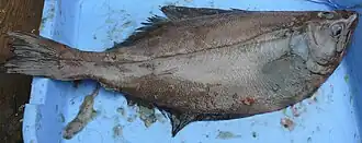 Aziatische pijltandheilbot