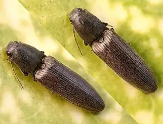 De roodaarskniptor (Athous haemorrhoidalis) is zeer algemeen in tuinen