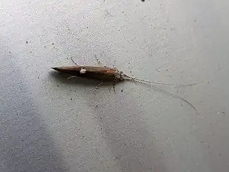 Athripsodes aterrimus