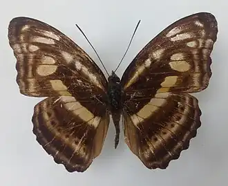 Athyma kasa