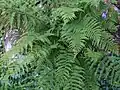 Athyrium distentifolium