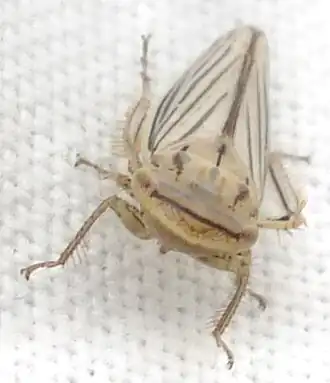 Athysanus argentarius