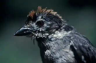 Witvleugelstruikgors