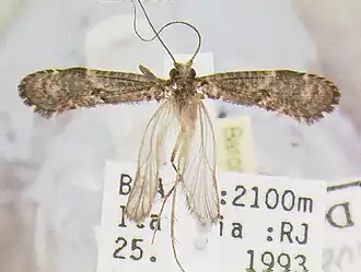 Atopsyche huamachucu