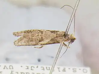 Atopsyche trifida