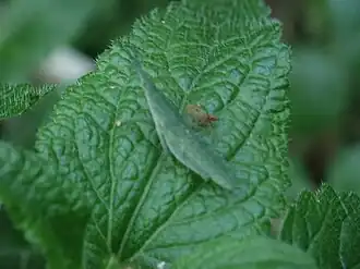 Atractomorpha sinensis