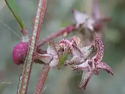 Vruchtkleppen bij spiesmelde