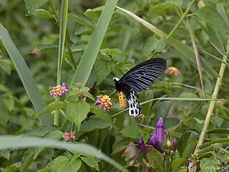 Atrophaneura sycorax