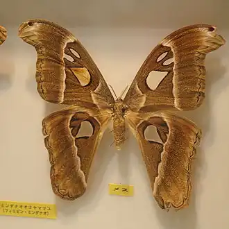 Attacus caesar