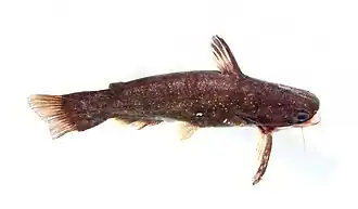 Auchenipterichthys