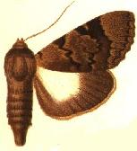 Audea endophaea