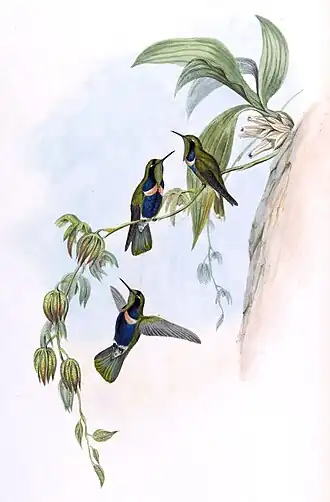 Blauwbuikvizierkolibrie