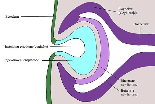 Ontwikkeling oogbeker