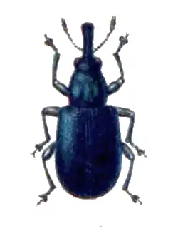 Auletobius sanguisorbae