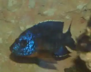 Aulonocara hansbaenschi