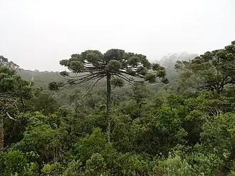 Araucaria angustifolia