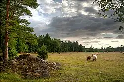 Schaapskudde bij Austla