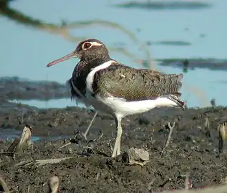 Australische goudsnip