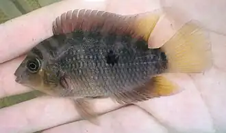 Australoheros scitulus