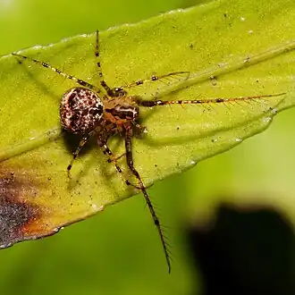 Australomimetus mendicus