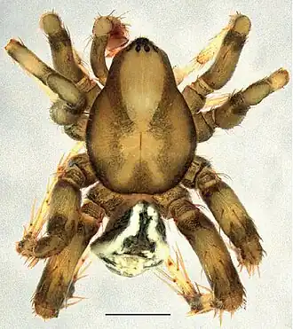 Australutica normanlarseni