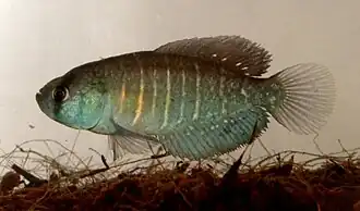 Austrolebias viarius