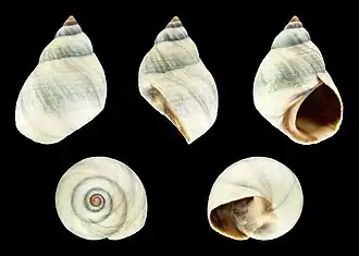 Austrolittorina unifasciata