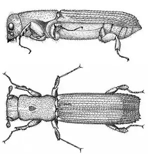 Platypus incompertus