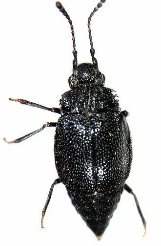 Proteininae