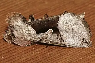 Autographa ampla