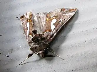 Autographa biloba