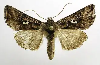 Autographa mandarina