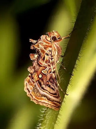 Autographa mappa