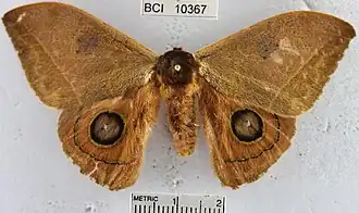 Automeris duchartrei