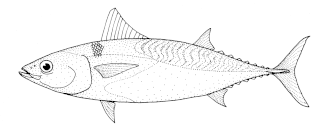 Auxis thazard thazard