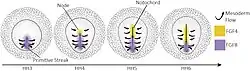 FGF-signalering bij mesodermmigratie bij vogels. 1) FGF8 wordt uitgescheiden in de primitieve streep en werkt als een afstotend signaal voor de mesodermcellen. Zodra cellen binnendringen, migreren ze naar buiten via chemo-afstoting. 2) Wanneer de primitieve knoop kleiner begint te worden, creëert het de chorda dorsalis dat FGF4 uitscheidt en migrerende mesodermcellen terug naar de middellijn trekt voor de vorming van somieten.