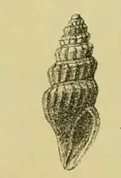 Awateria crossei