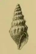 Awateria hoylei