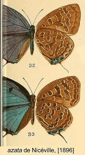 Arhopala azata