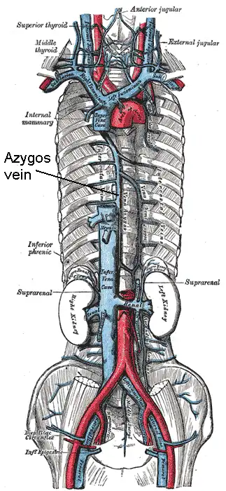 vena cava superior, vena cava inferior, vena azygos en de vertakkingen daarvan. (Vena azygos wordt aangeduid in het midden.)