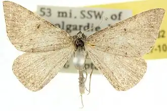 Tapinogyna perichroa