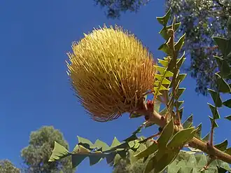 Banksia baxteri