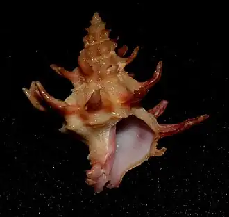 Babelomurex gemmatus