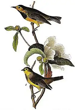 Illustratie door J.J. Audubon.