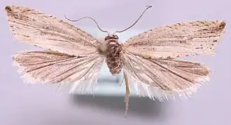 Noordelijke biesbladroller