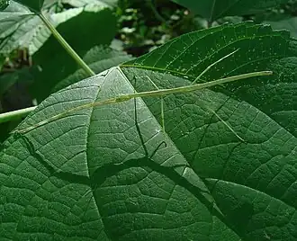 Ramulus irregulariterdentatus