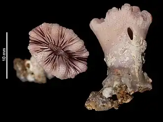 Balanophyllia (Balanophyllia) crassiseptum